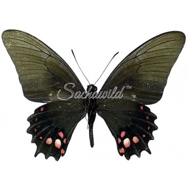 Heraclides Chiansiades