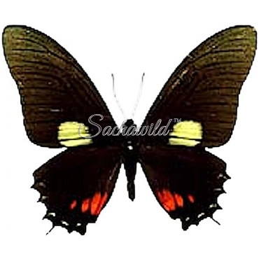 Mimoides Xynias Xynias