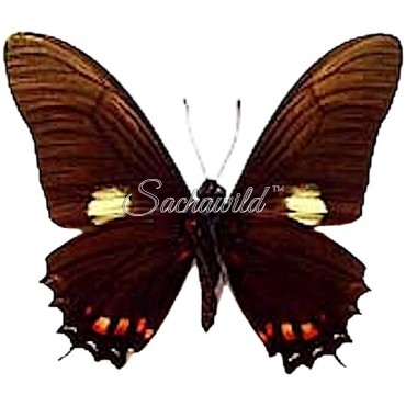 Mimoides Xynias Xynias