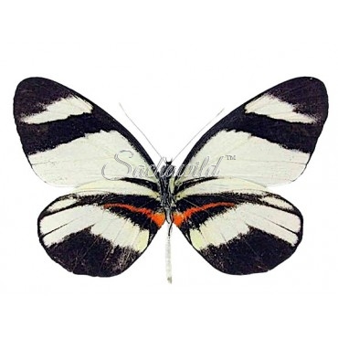 Perrhybris Lorena (M)