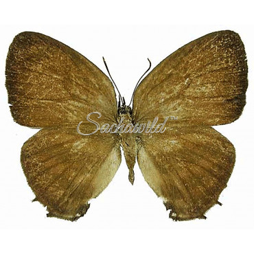 Thestius Meridionalis