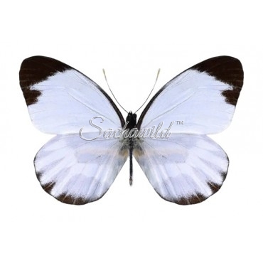 Perrhybris Pyrrha Carmenta