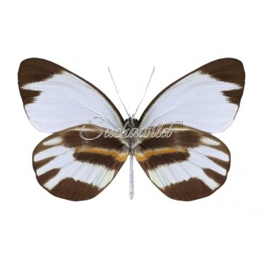 Perrhybris Pyrrha Carmenta