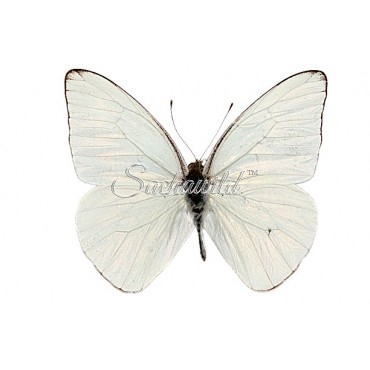 Glutophrissa Drusilla Tenuis