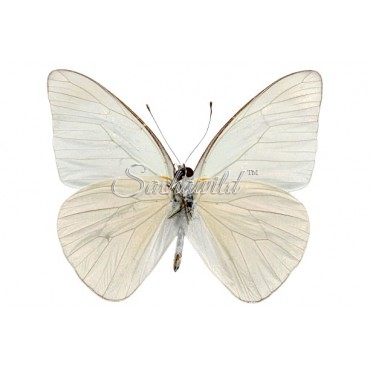 Glutophrissa Drusilla Tenuis