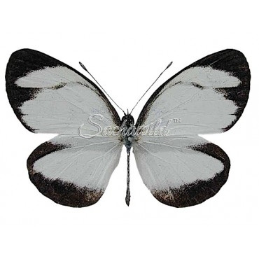 Itaballia Pandosia Pisonis