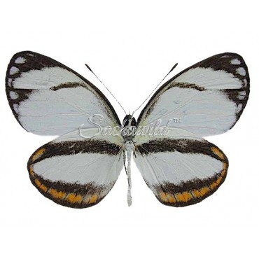 Itaballia Pandosia Pisonis