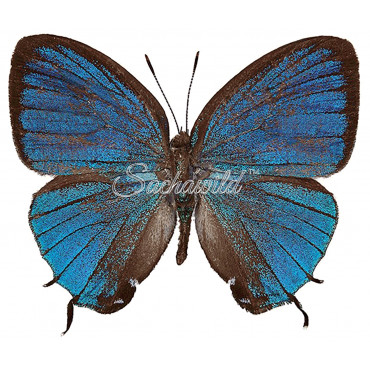 Thestius Meridionalis