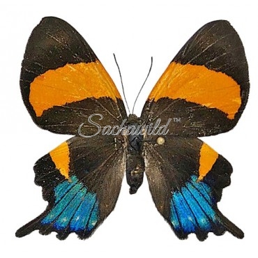 Ancyluris Inca Cacica