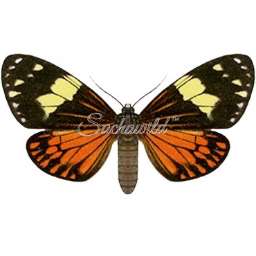 Chetone Ithrana Intersecta