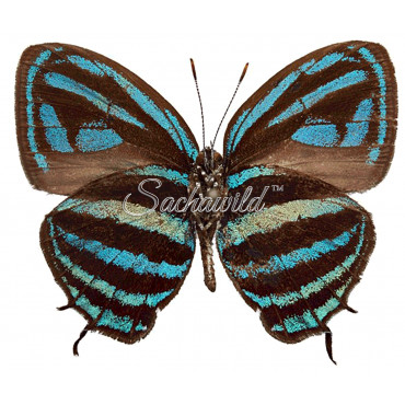 Thestius Meridionalis