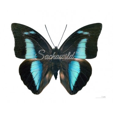 Archaeoprepona Amphimachus