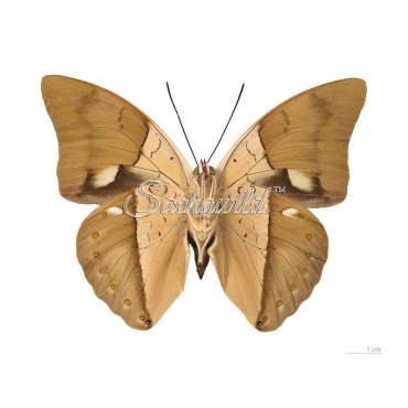 Archaeoprepona Amphimachus