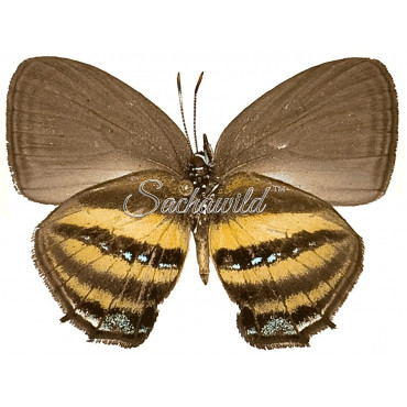 Thestius Meridionalis