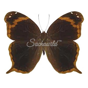 Opoptera Arsippe Bracteolata