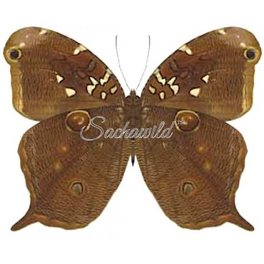 Opoptera Arsippe Bracteolata