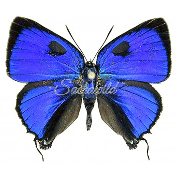 Panthiades Aeolus (M)