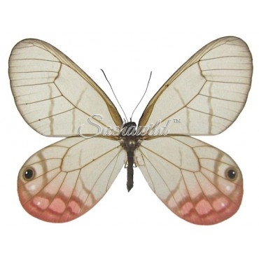 Cithaerias Aurorina