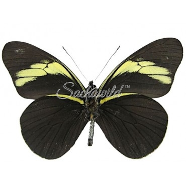 Pereute Charops Peruviana