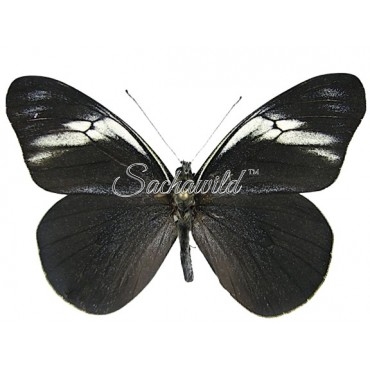 Pereute Charops Peruviana