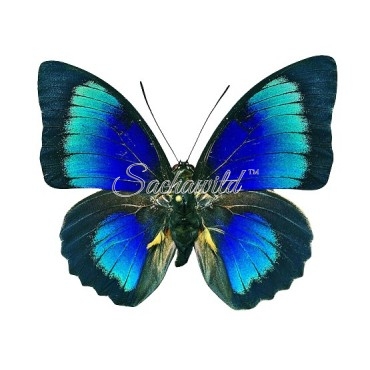 Hybrid Agrias Beatifica Beata x Prepona Demophon