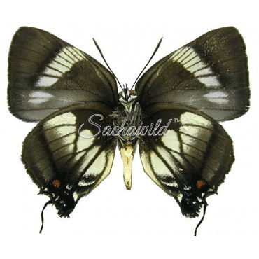 Panthiades Aeolus (M)