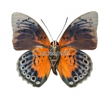 Hybrid Agrias Beatifica Beata x Prepona Demophon