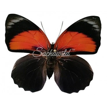 Hybrid Agrias Claudina Lugens x Agrias Beatifica Beata