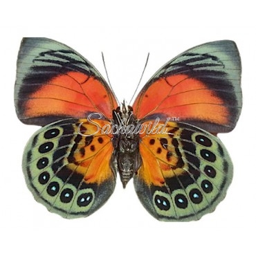 Hybrid Agrias Claudina Lugens x Agrias Beatifica Beata