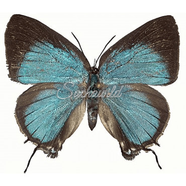 Panthiades Aeolus (F)