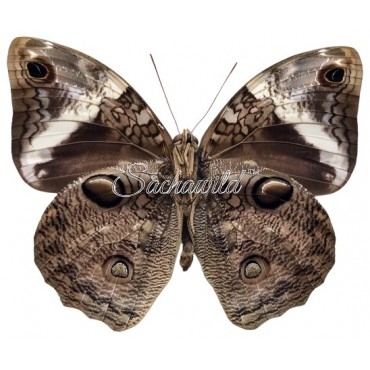 Opsiphanes Tamarindi Incolumis