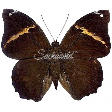 Opsiphanes Quiteria Quirinalis