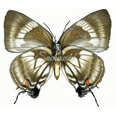 Panthiades Aeolus (F)