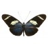 Heliconius Wallacei Flavescens