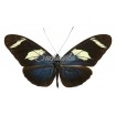 Heliconius Wallacei Flavescens (M)