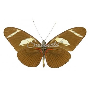 Heliconius Wallacei Flavescens