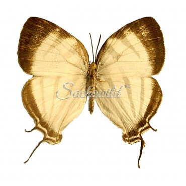 Laothus (thecla) Gibberosa (F)