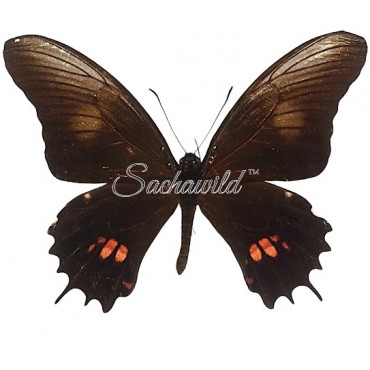 Papilio Isidorus Tingo