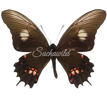 Papilio Isidorus Tingo