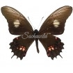 Papilio (Heraclides) Isidorus Tingo (M)