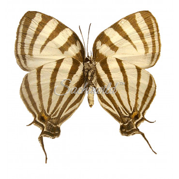 Laothus (thecla) Gibberosa (F)