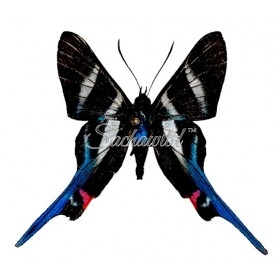 Rhetus Arcius