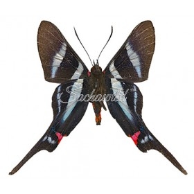 Rhetus Arcius