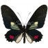 Parides Erlaces Xanthias