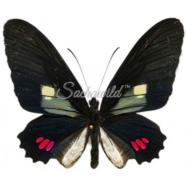 Parides Erlaces Xanthias