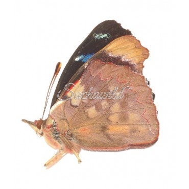 Perisama Cecidas (M)