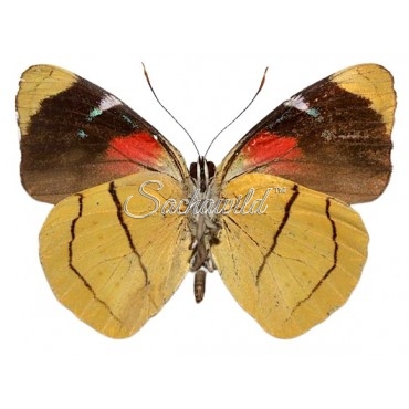 Perisama Vitringa Huallaga