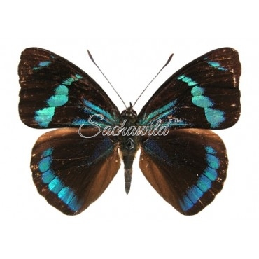 Perisama Vitringa Huallaga