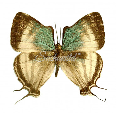 Laothus (thecla) Gibberosa (M)