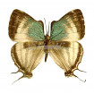 Laothus (thecla) Gibberosa (M)